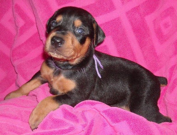 3 week old pics of blues and blacks - dobermann pups