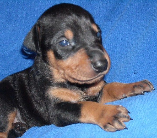 black and rust male doberman puppy