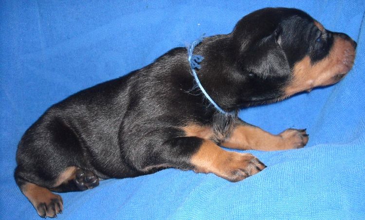 black and rust male doberman puppy