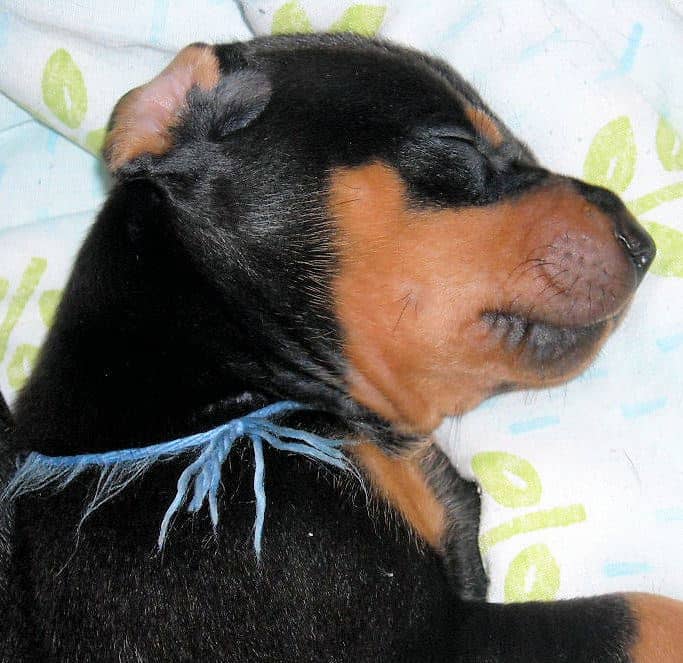 black and rust male doberman puppy