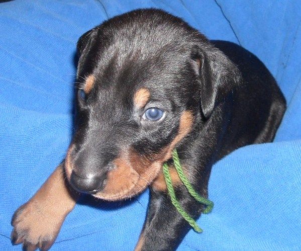 black and rust male doberman puppy