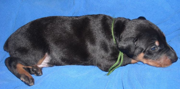 black and rust male doberman puppy