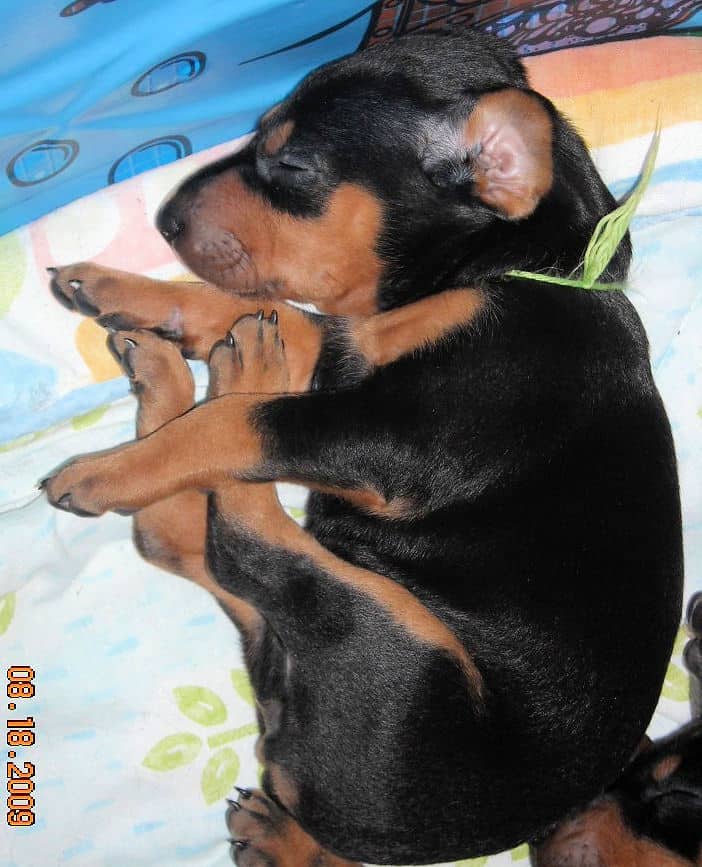 black and rust male doberman puppy