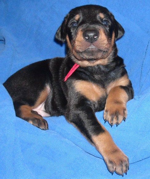 black and rust male doberman puppy