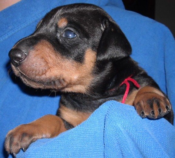 black and rust male doberman puppy