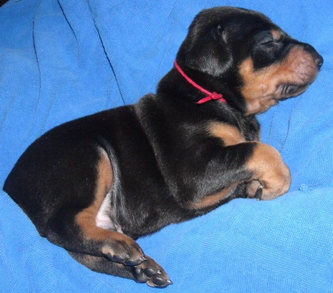 black and rust male doberman puppy