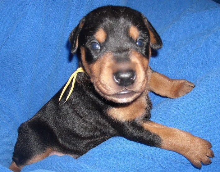 black and rust male doberman puppy