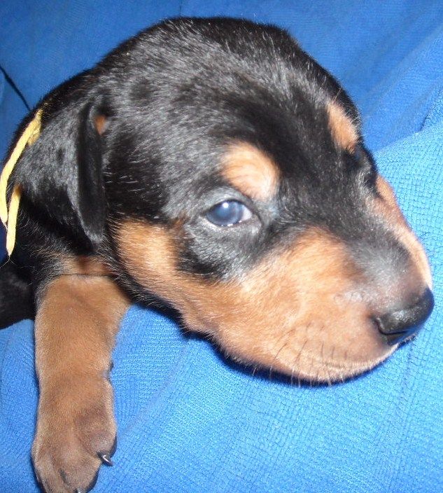 black and rust male doberman puppy