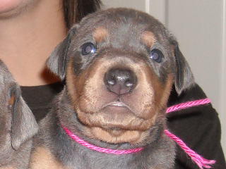 Blue and rust female doberman puppy