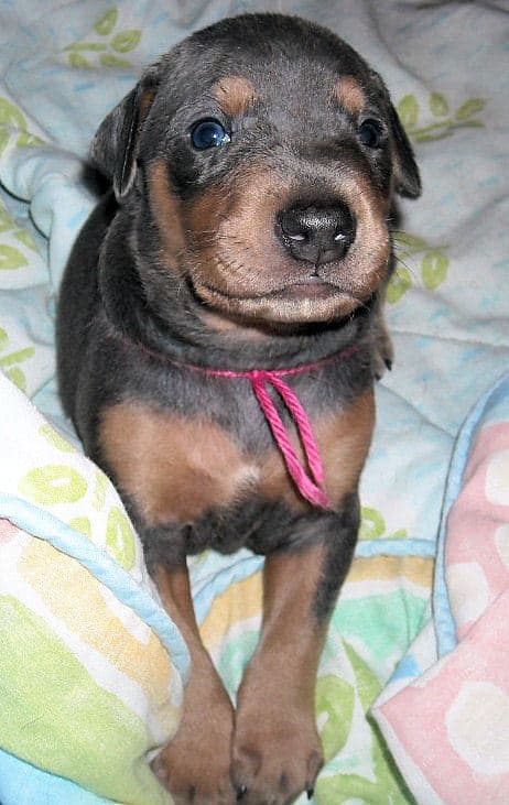 Blue and rust female doberman puppy