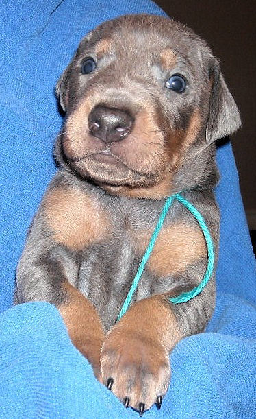 blue and rust male doberman puppy