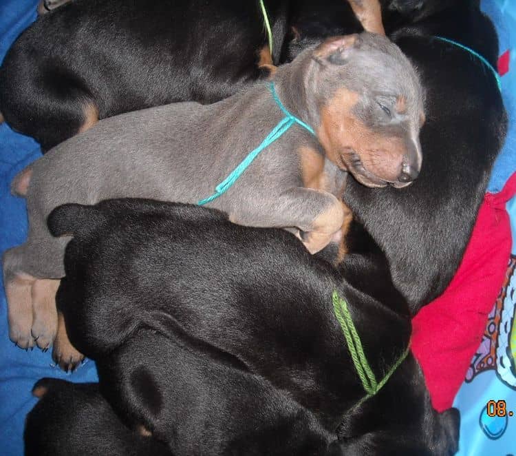 blue and rust male doberman puppy