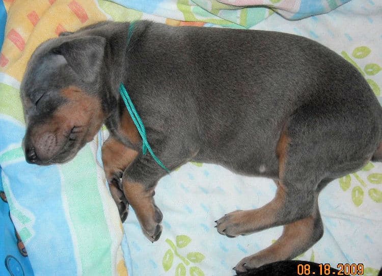 blue and rust male doberman puppy