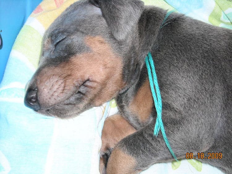 blue and rust male doberman puppy