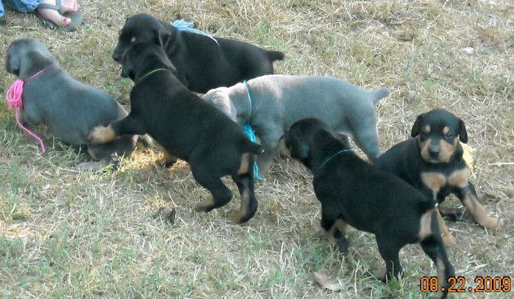 4 week old dobie pups