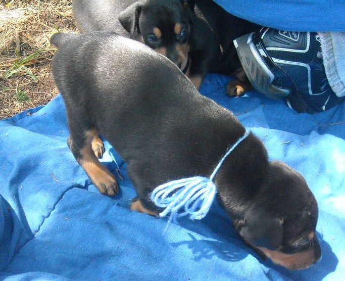 4 week old dobie pups