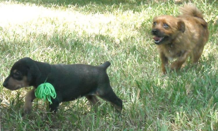 4 week old dobie pups