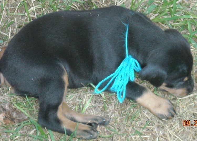 4 week old dobie pups