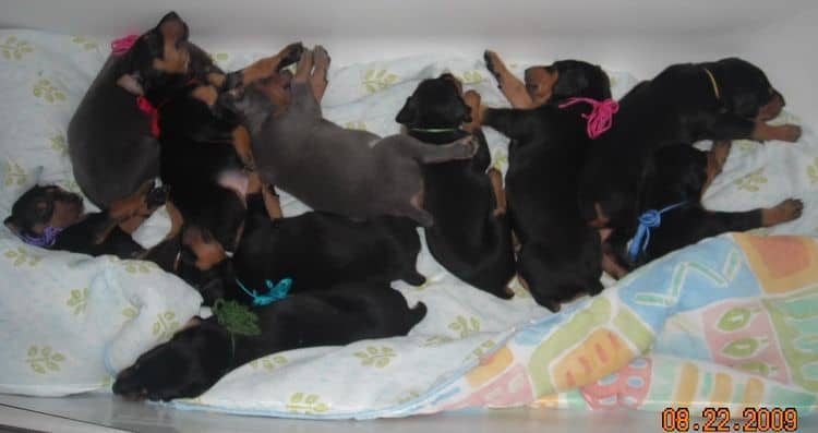 4 week old dobie pups