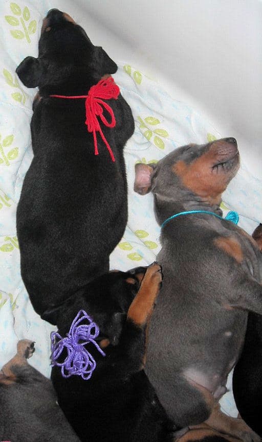 4 week old dobie pups