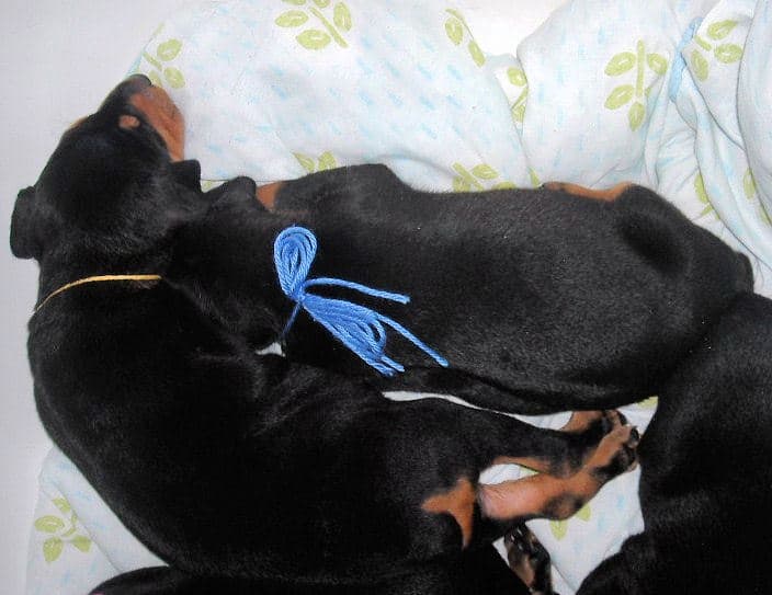 4 week old dobie pups