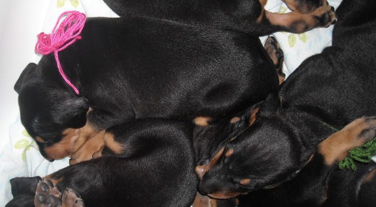 4 week old dobie pups