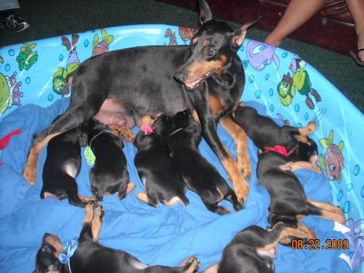 4 week old dobie pups