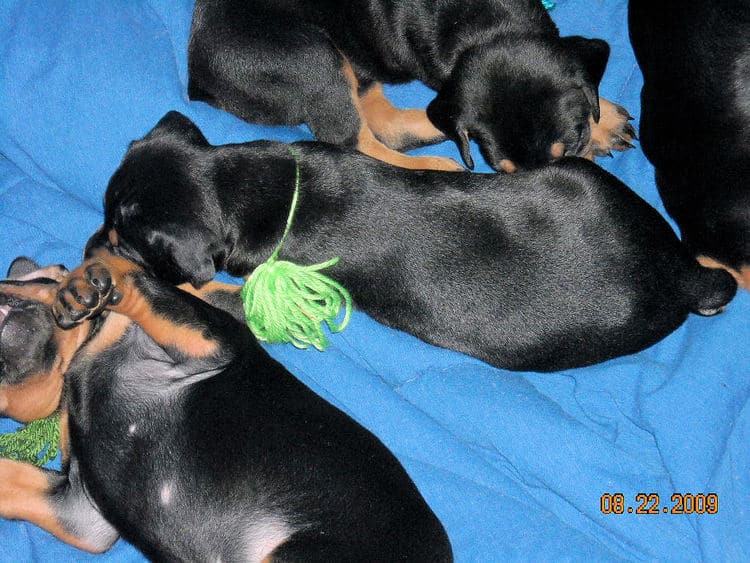 4 week old dobie pups