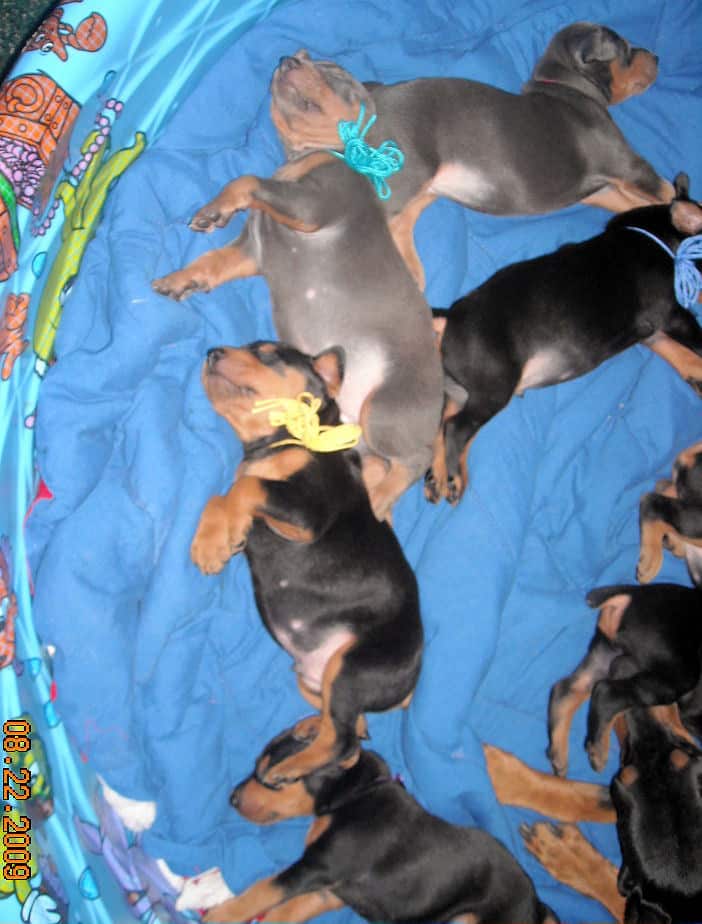 4 week old dobie pups