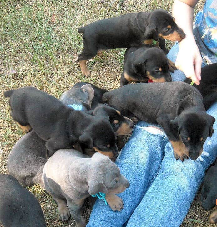 4 week old dobie pups