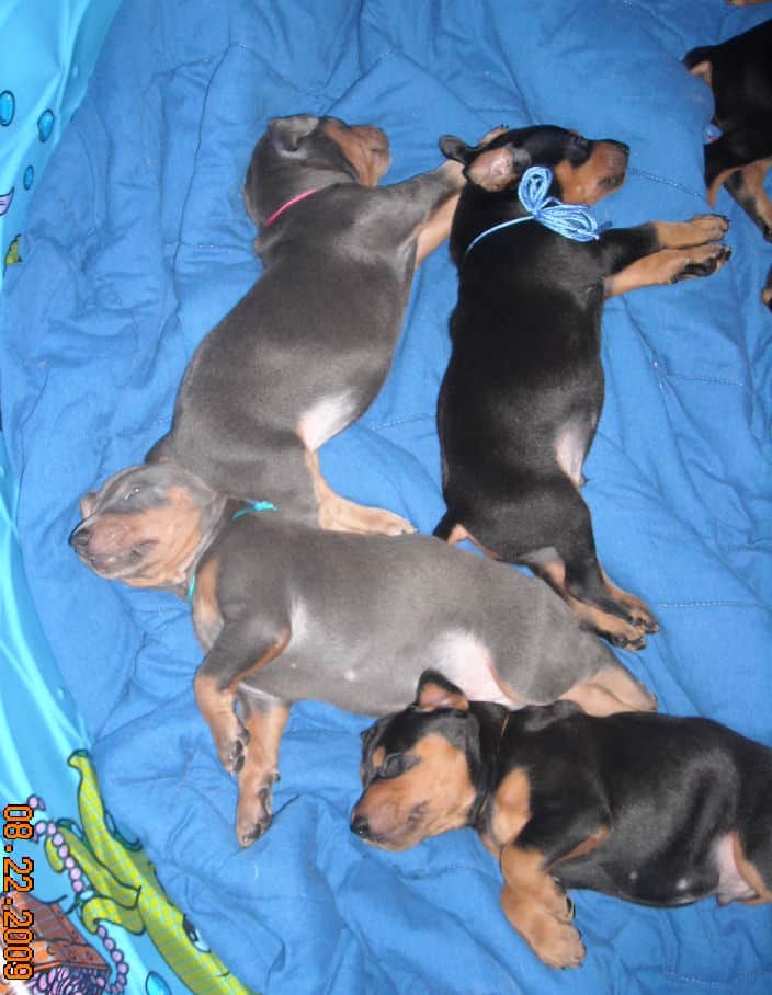 4 week old dobie pups