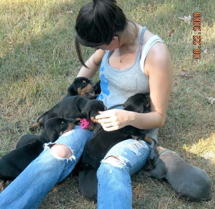 4 week old dobie pups