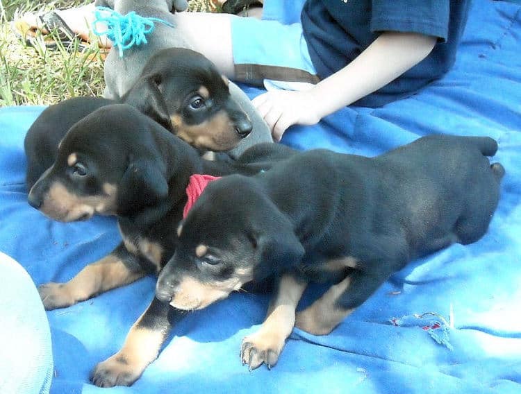 4 week old dobie pups