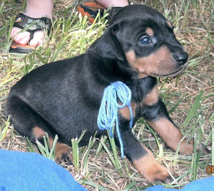 Black and rust female doberman puppy