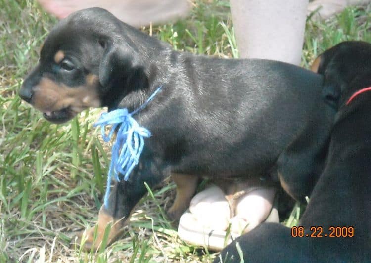 Black and rust female doberman puppy