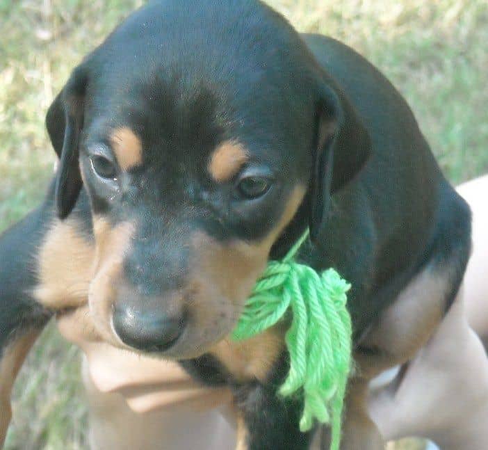 Black and rust female doberman puppy