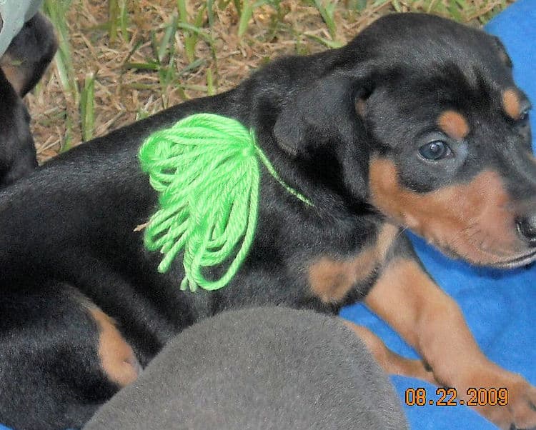 Black and rust female doberman puppy