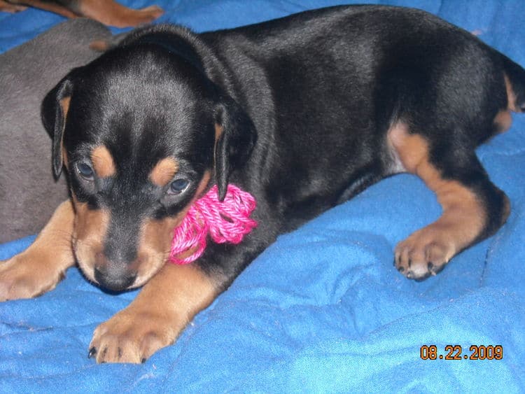 Black and rust female doberman puppy