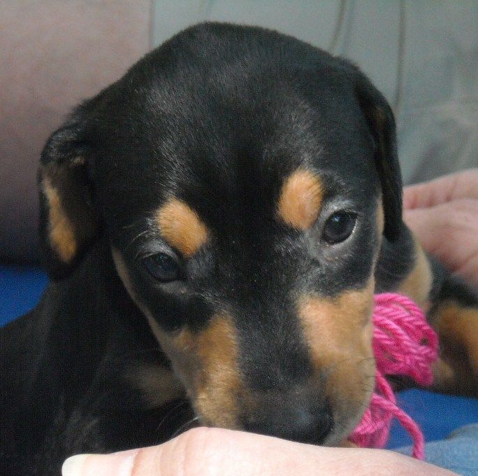 Black and rust female doberman puppy