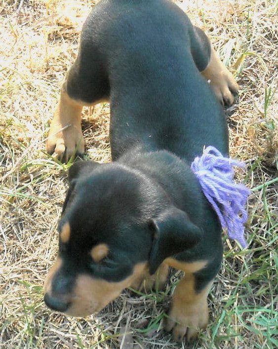 black and rust male doberman puppy