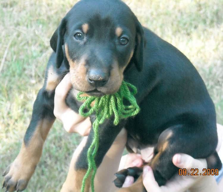 black and rust male doberman puppy