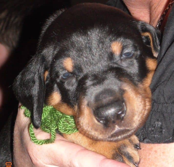 black and rust male doberman puppy