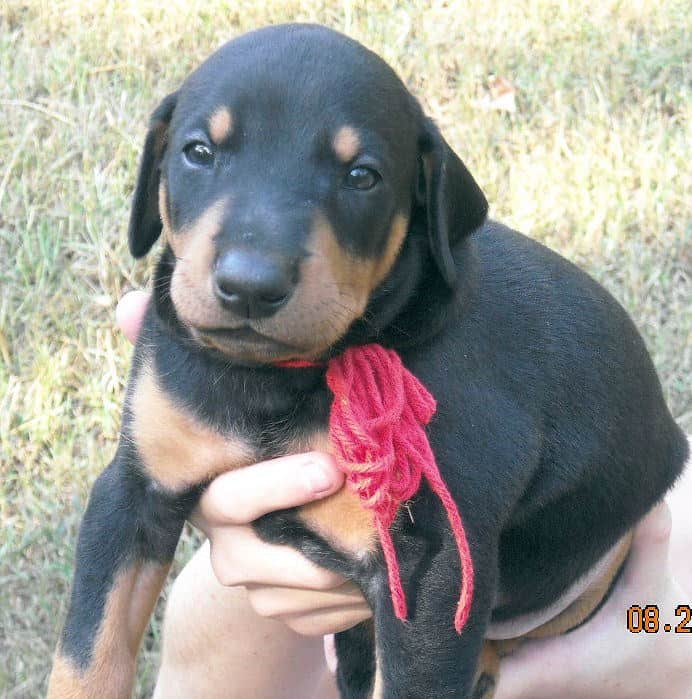 black and rust male doberman puppy