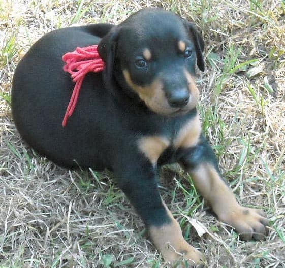 black and rust male doberman puppy