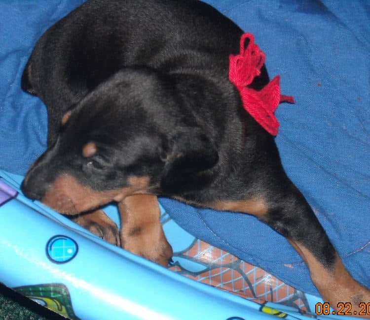 black and rust male doberman puppy