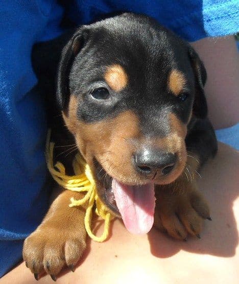 black and rust male doberman puppy