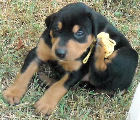 black and rust male doberman puppy