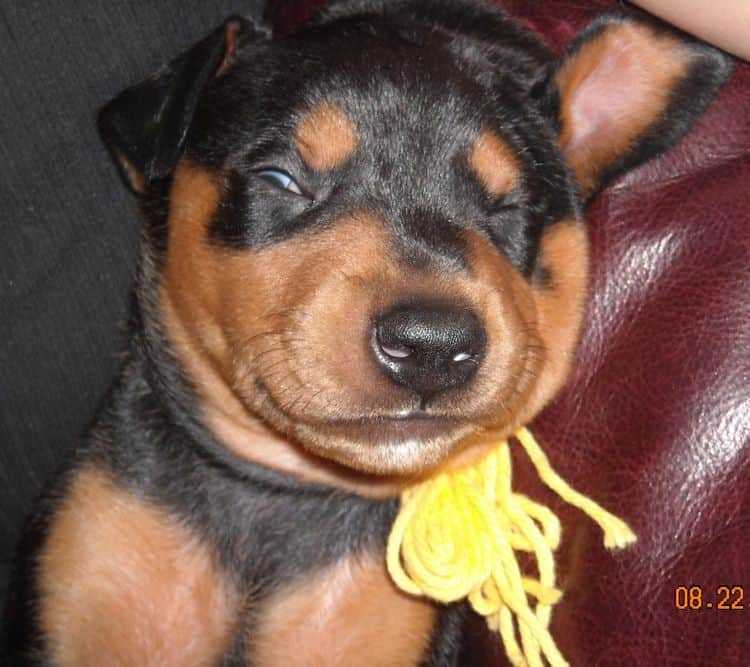 black and rust male doberman puppy