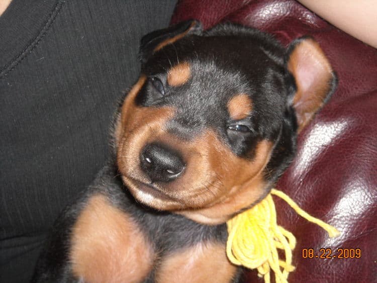 black and rust male doberman puppy