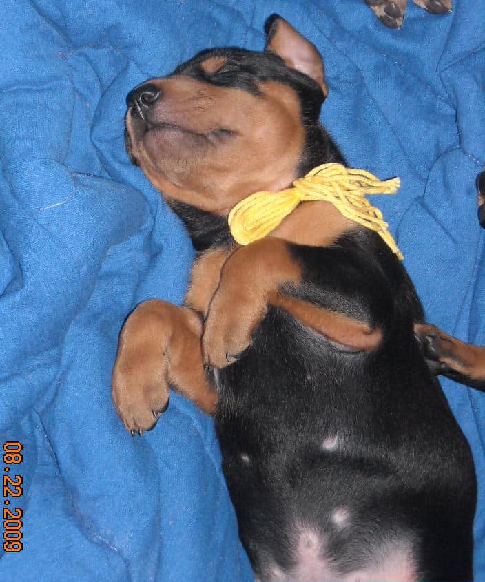 black and rust male doberman puppy